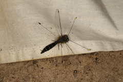 Suphalomitus difformis