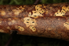 Lophodermium schweinitzii