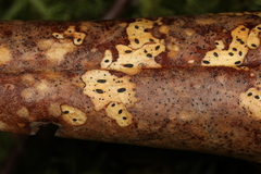 Lophodermium schweinitzii