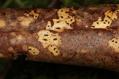 Lophodermium schweinitzii