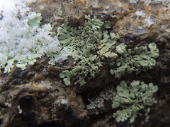 Xanthoparmelia plittii