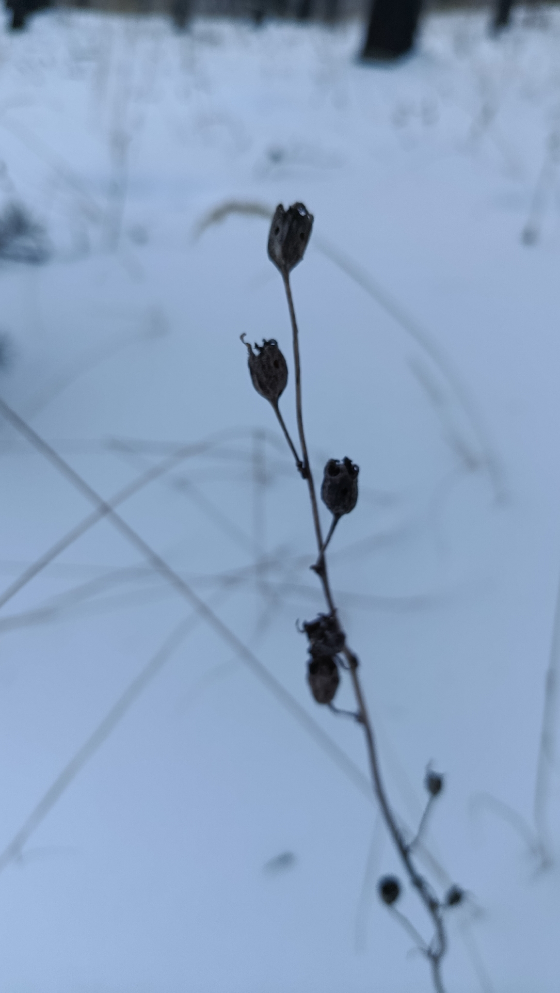 Stračka vyvýšená Magic Fountains Deep Rose (White Bee) — foto