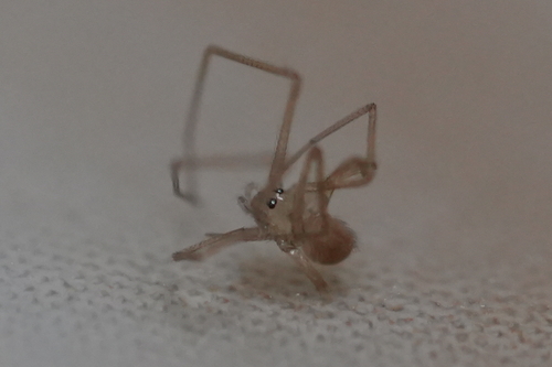 shortbodied cellar spider