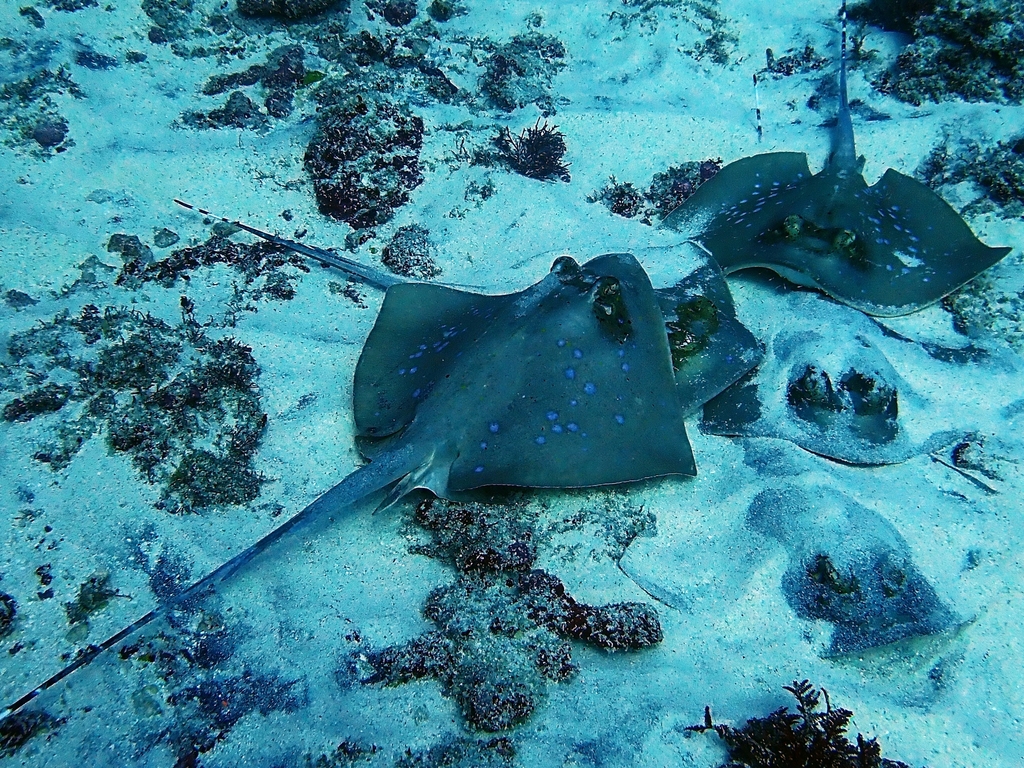 Masked Ray Bluespotted Maskray from Batukandik, Nusa Penida, Kota Denpasar, Bali ...