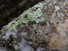 Xanthoparmelia plittii