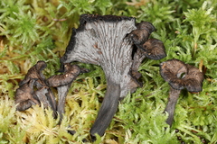 Craterellus cinereus