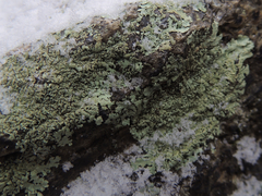 Xanthoparmelia plittii