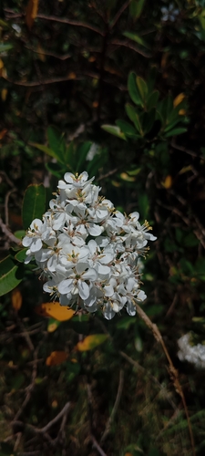 Escallonia bifida, photograph 2