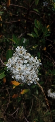 Escallonia bifida, photograph (c) Andres Cavallo, some rights reserved (CC BY)