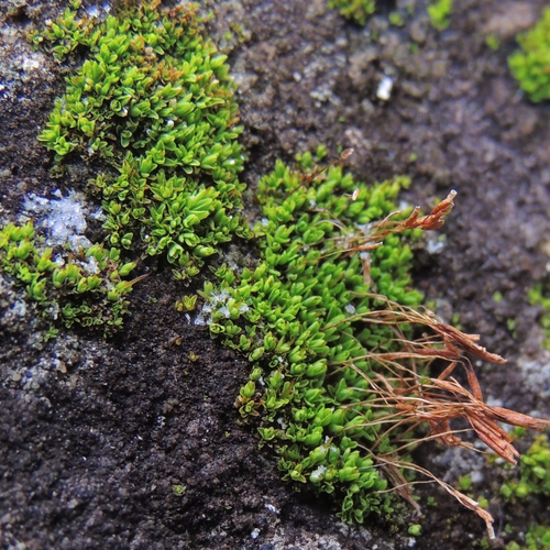 Tortula obtusifolia