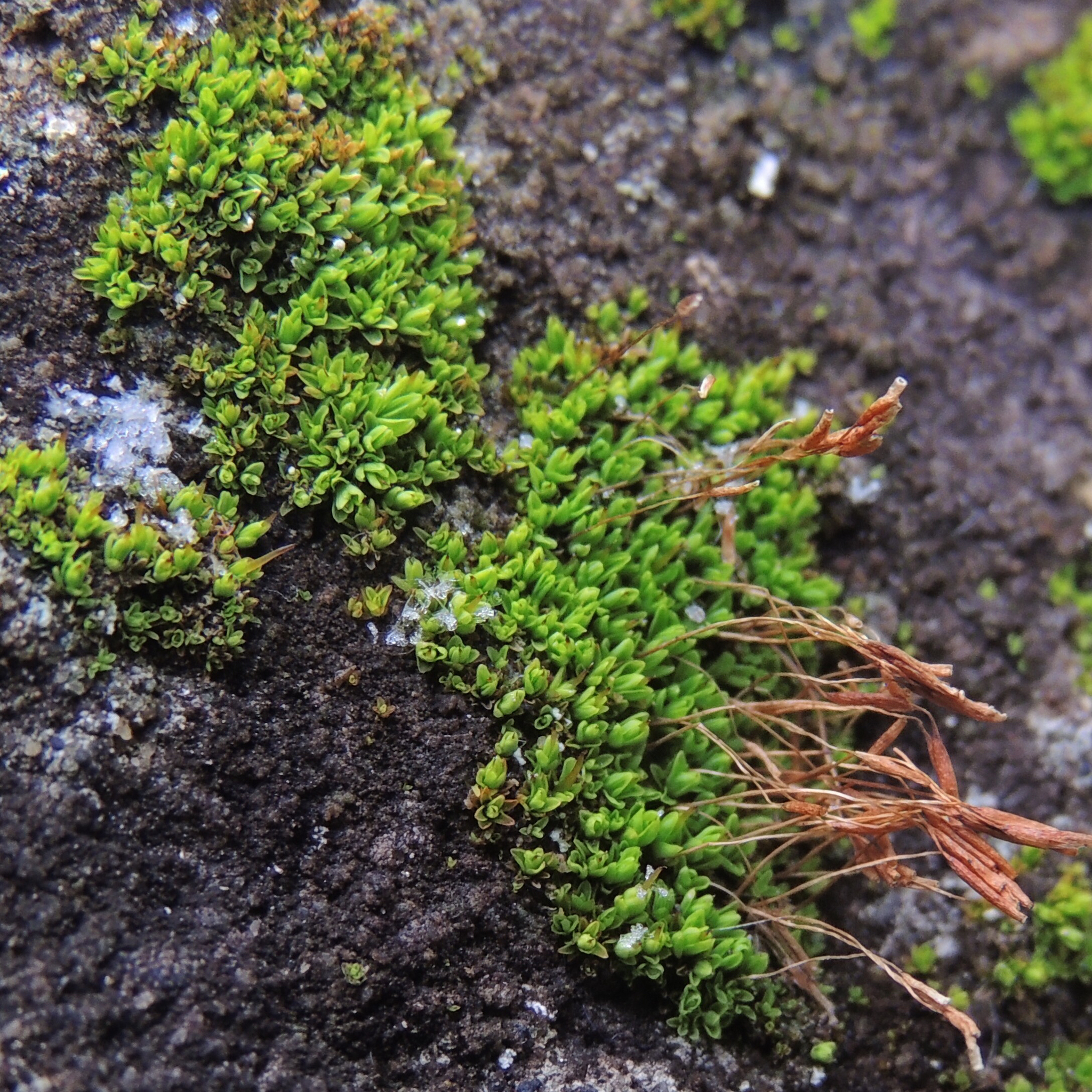 Tortula obtusifolia