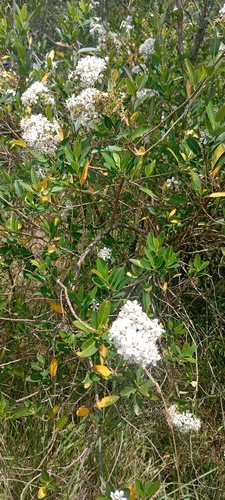 Escallonia bifida, photograph 3