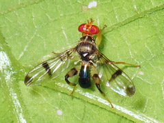 Richardiidae