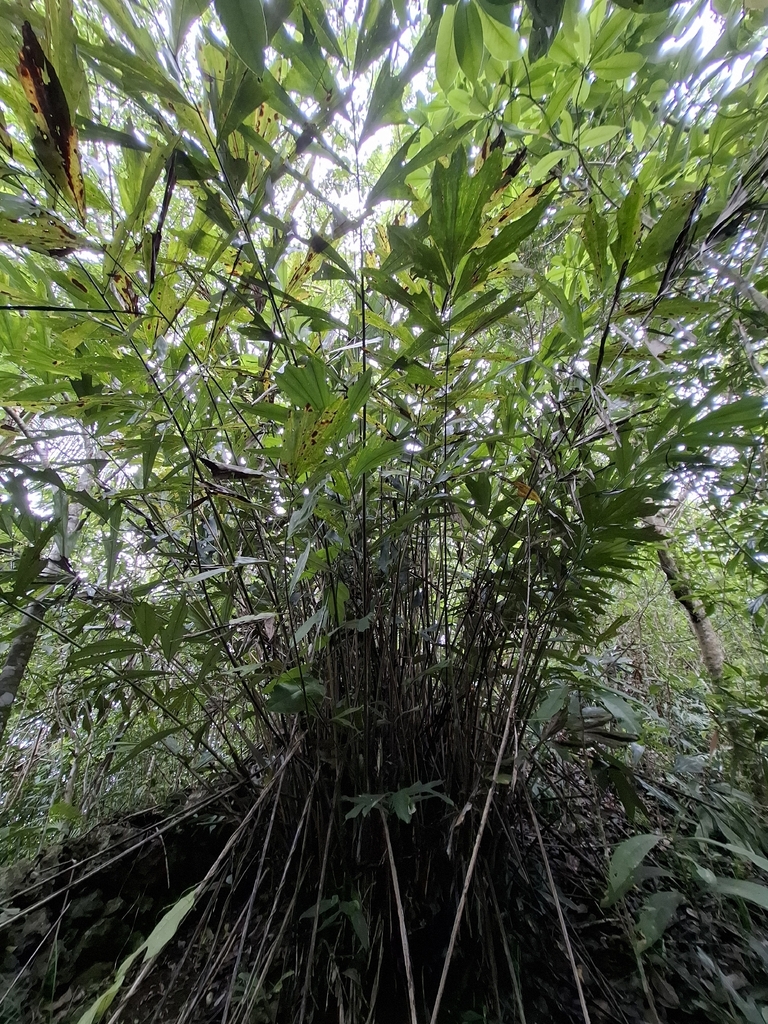 Arenga porphyrocarpa