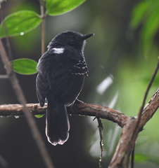 Cercomacroides parkeri