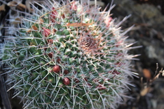 Mammillaria karwinskiana karwinskiana