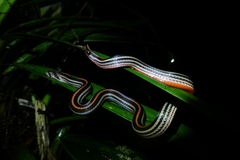 Oligodon octolineatus