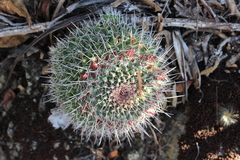 Mammillaria karwinskiana karwinskiana