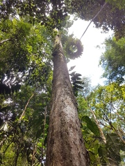 Licania operculipetala