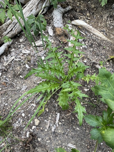 Sacramento Mountains Thistle (Cirsium vinaceum)
