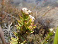 Veronica decumbens