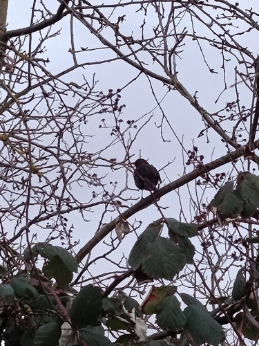 Common Blackbird