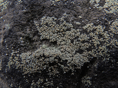 Lecanora polytropa