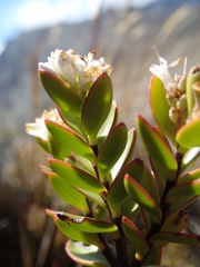 Veronica decumbens