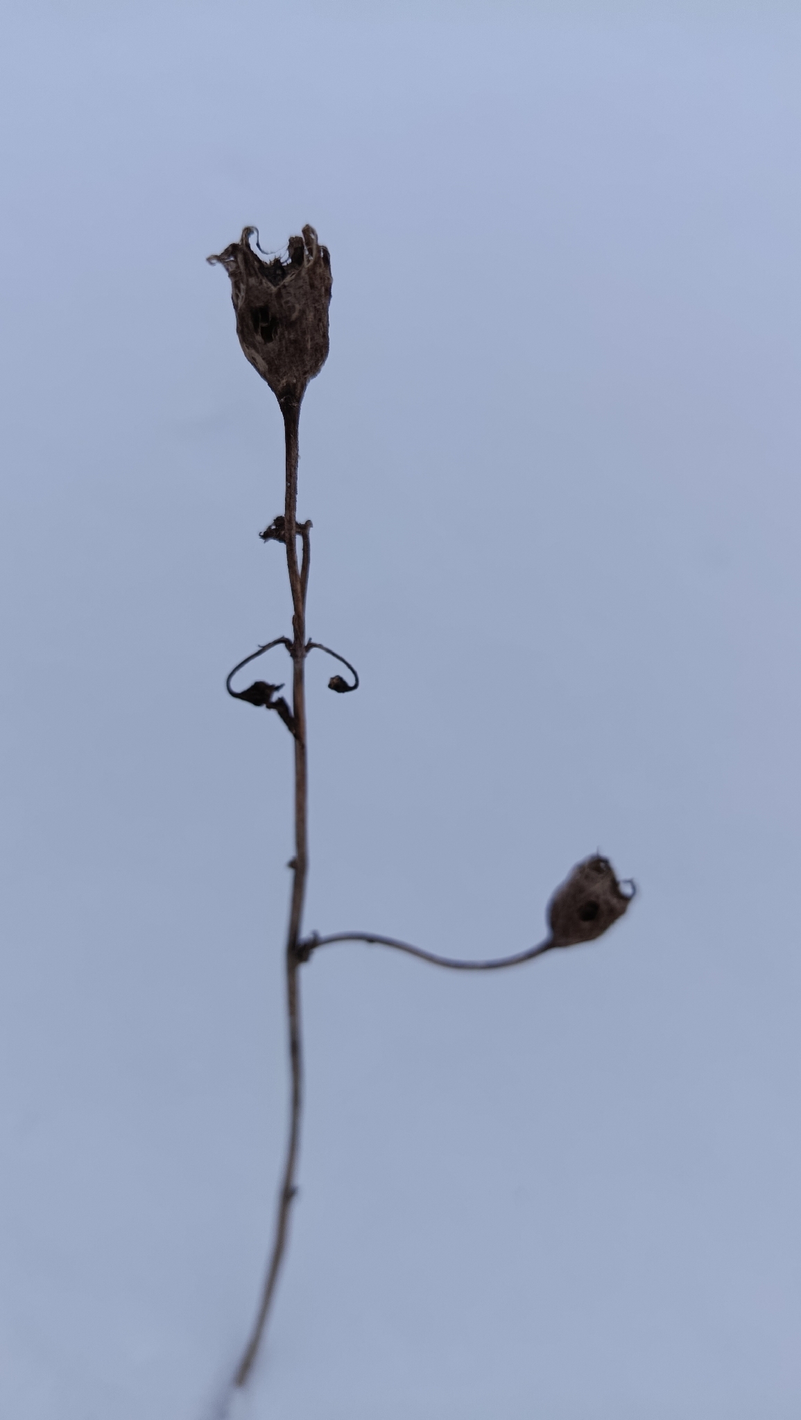 Stračka vyvýšená Magic Fountains Pure White — foto