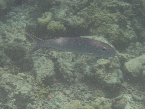 Green Jobfish — seen at this dive site