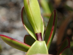 Veronica decumbens