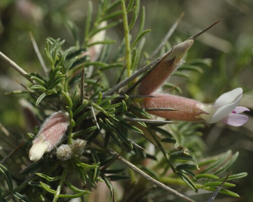 Astragalus armatus armatus