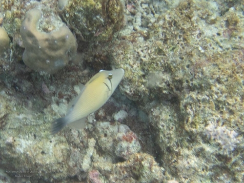 Lei Triggerfish — seen at this dive site