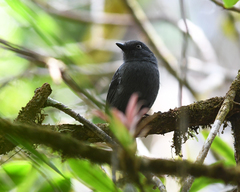 Thamnophilus unicolor