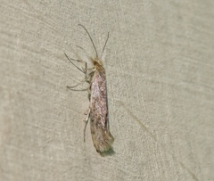 Plutella xylostella