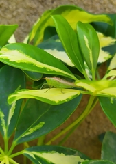 Conocephalus longipes