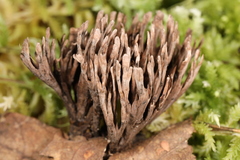 Thelephora anthocephala