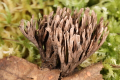 Thelephora anthocephala