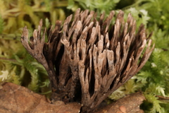 Thelephora anthocephala