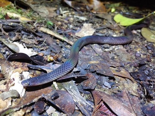 Photo of a Schmidt's Reed Snake (Calamaria schmidti)
