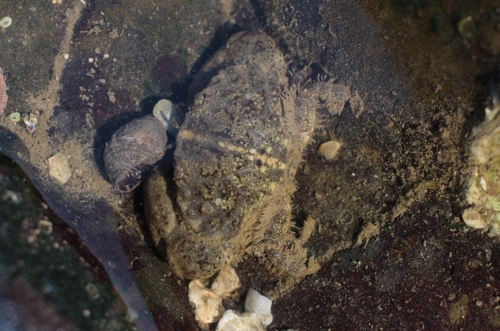 Leptodius gracilis observed 2020-02-19