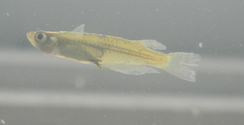 Japanese rice fish (Oryzias latipes) — Adrianichthyidae — 3