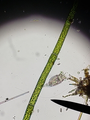 Philodina megalotrocha