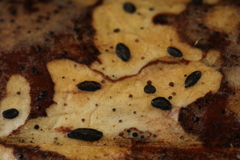 Lophodermium schweinitzii