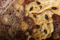 Lophodermium schweinitzii