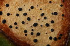 Lophodermium schweinitzii