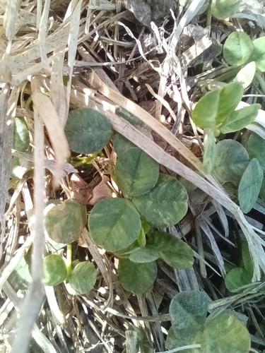white clover