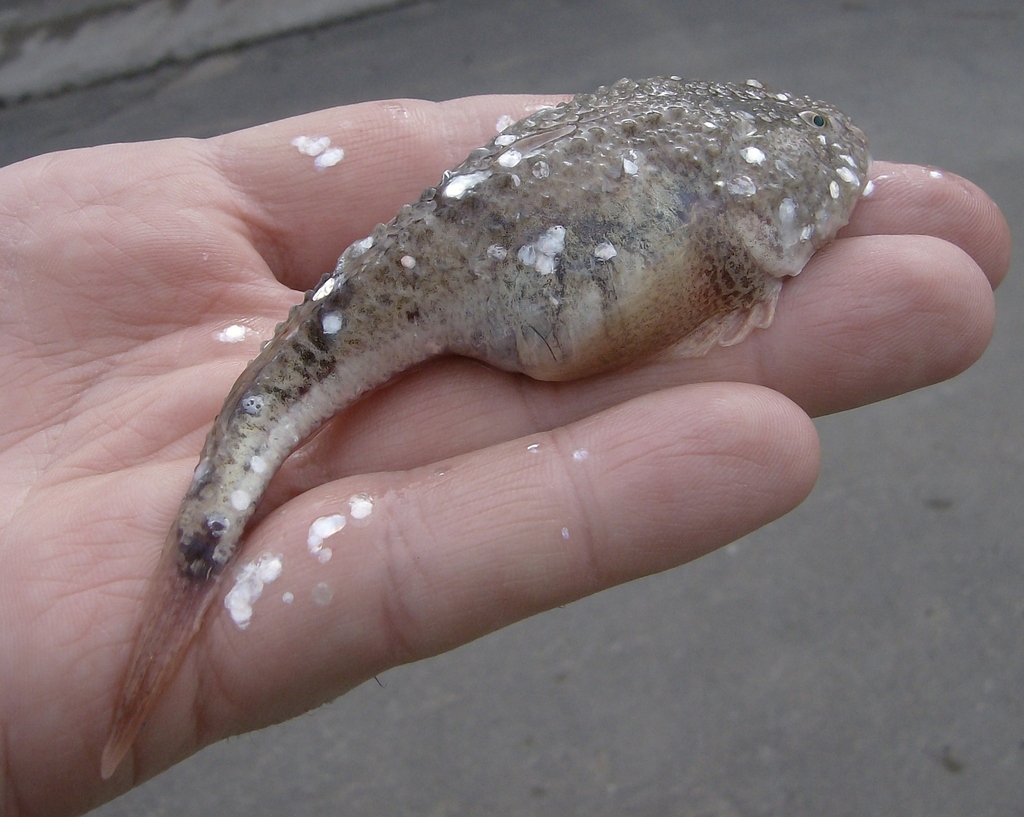 Stellate tadpole goby (Benthophilus stellatus) — Gobiidae