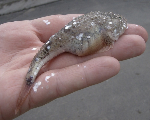 Sterrendonderpadgrondel (Benthophilus stellatus) — Gobiidae