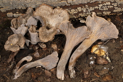 Craterellus foetidus
